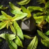 Tadoka Verveine Norohy – Verveine Citronnée Pure à Râper ou à Faire Fondre pour Pâtisserie et Desserts
